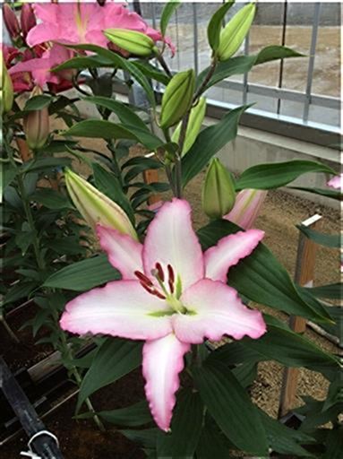 リップグロス | 株式会社中村農園