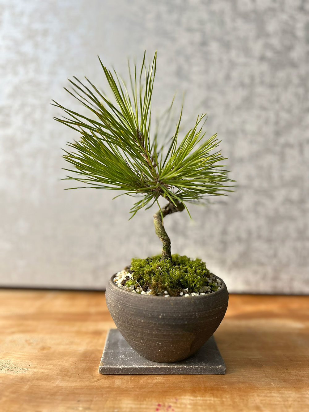盆栽 黒松の盆栽（焼締鉢）飾り皿付 くろまつ クロマツ 男松 贈り物