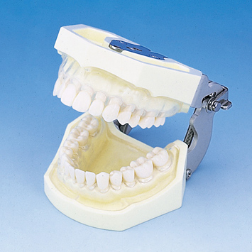 SRP用顎模型 [D16FE-500H(GSD)-MF](FE咬合器つき)｜株式会社ニッシン