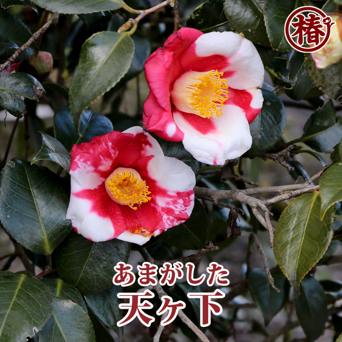 椿園オンラインショップ / 天ヶ下・あまがした