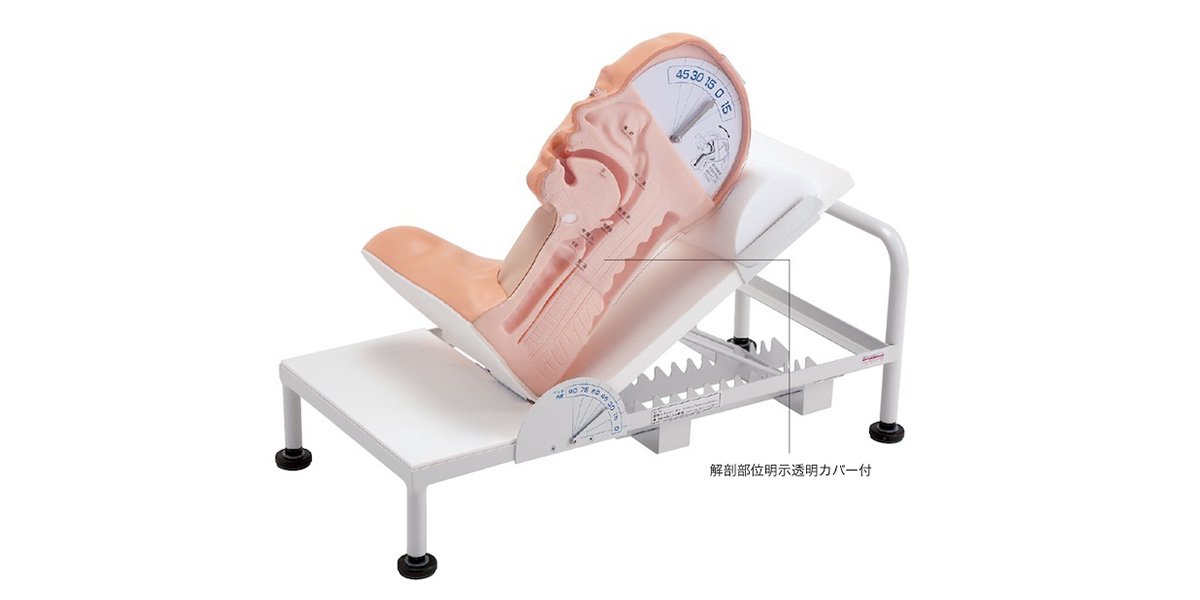 M163 嚥下のメカニズム模型 | 株式会社坂本モデル