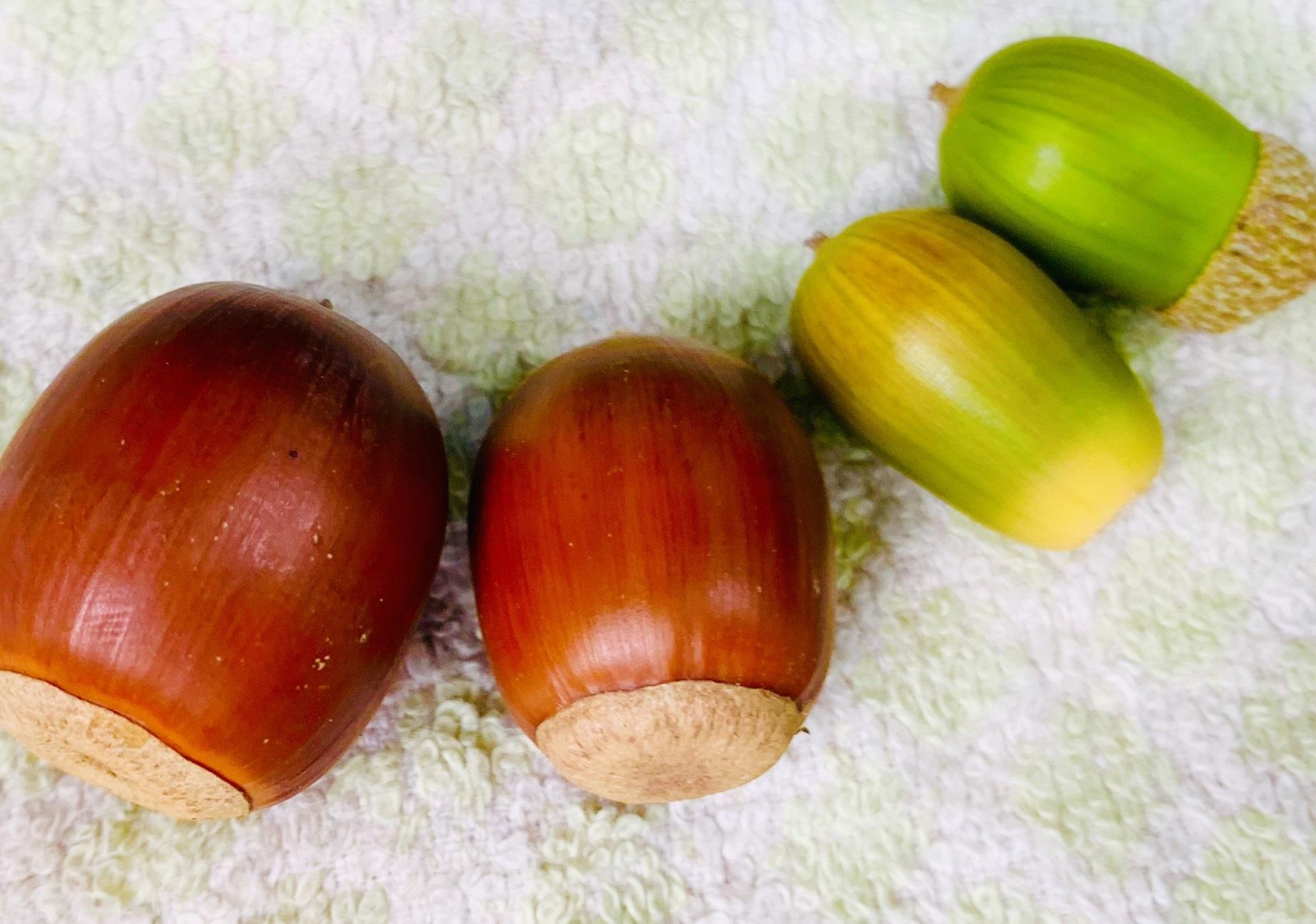 どんぐりマップをつくろう | 堺いきもの情報館 | 堺生物多様性センター