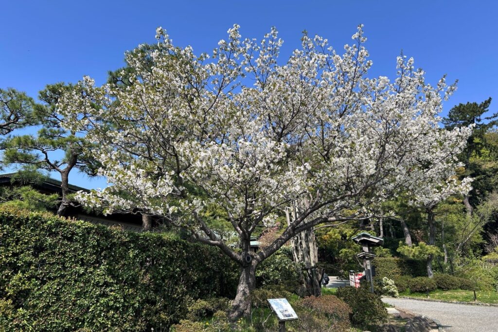 2025桜の開花情報 - お知らせ | 横浜 三溪園