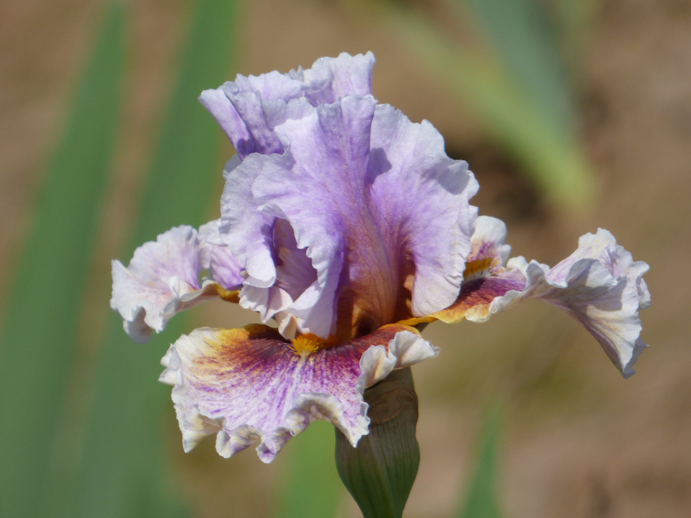 Midwest Pizzazz – Schreiner's Gardens