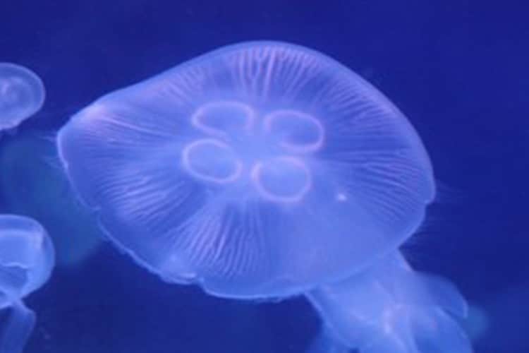 LABO9『くらげりうむ』｜横浜・八景島シーパラダイス - YOKOHAMA