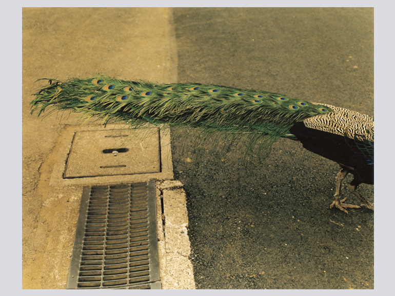 h*様 佐内正史 第1写真集「 生きている 」1997年 初版本 生きている