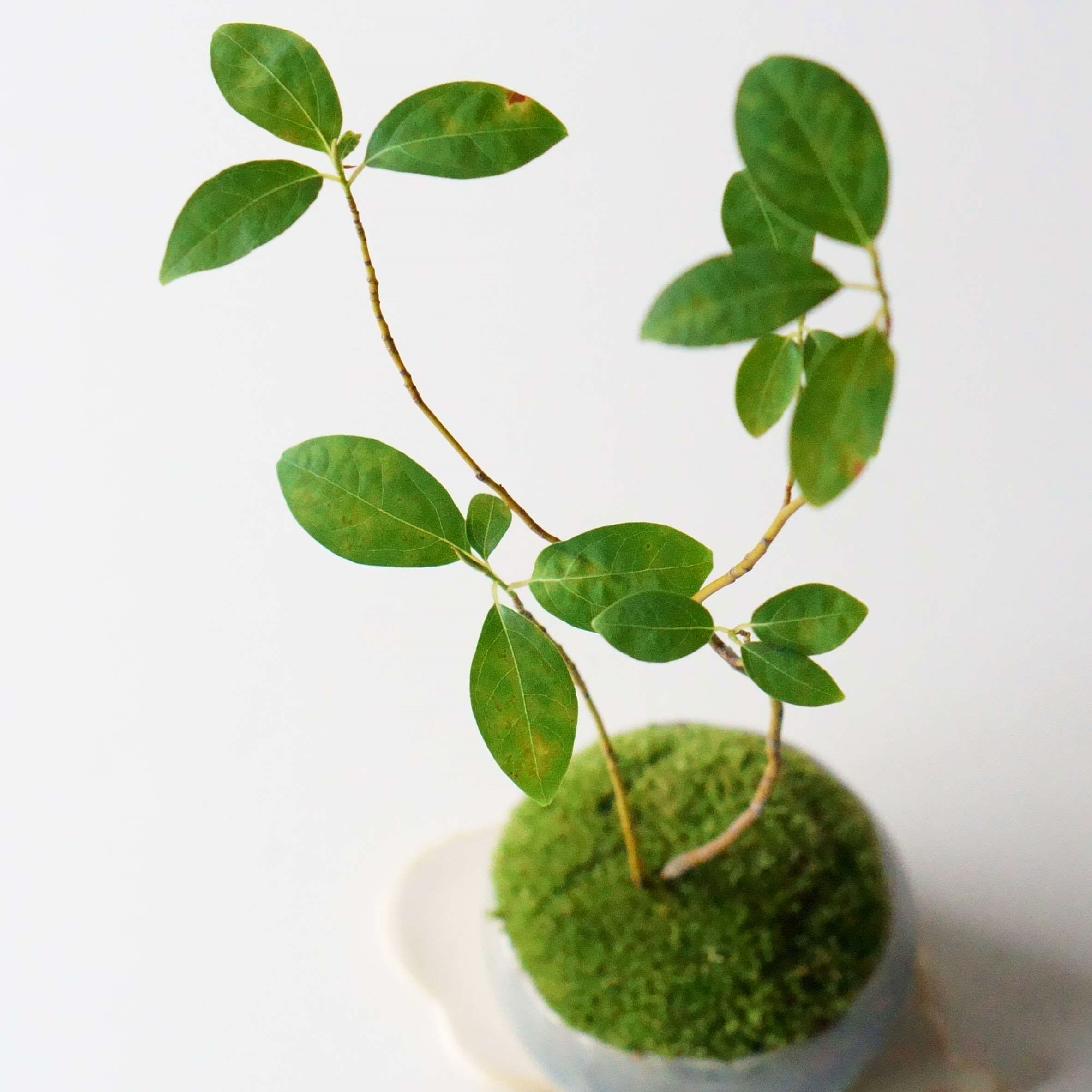 クロモジ｜石木花図鑑｜石木花｜SEKIBOKKA｜盆栽