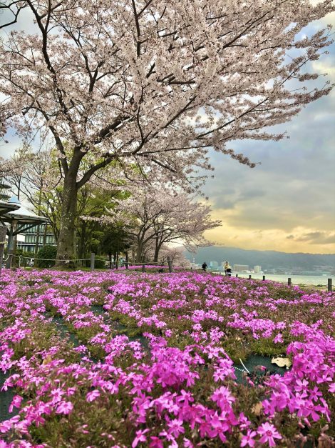 湖岸に広がるピンクの絨毯♪【大津市】なぎさ公園のシバザクラ｜コラム