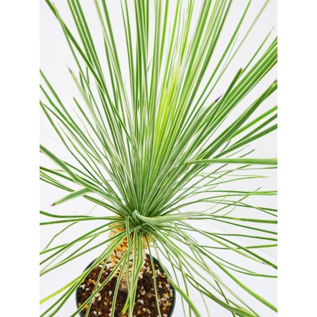 ユッカ リネアリフォリア ラインダンス Yucca linearifolia 'Line