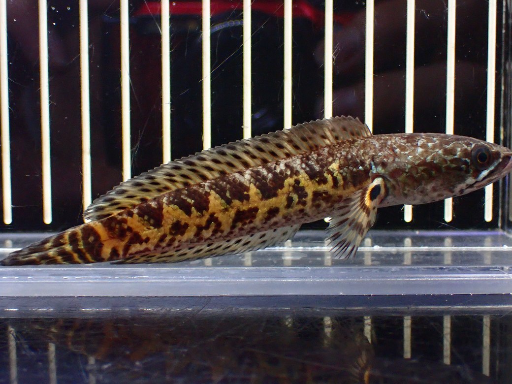 淡水魚】【通販】超激レア No1 ショートボディ バイオレットスネーク