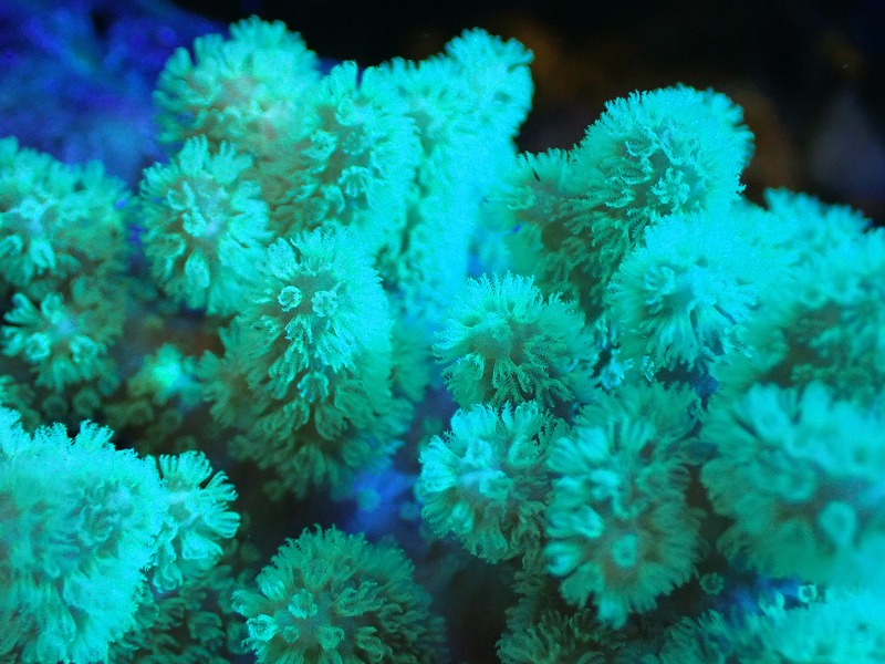 サンゴまとめ買い割引き10％〜20%OFF対象商品】 【サンゴ】【通販