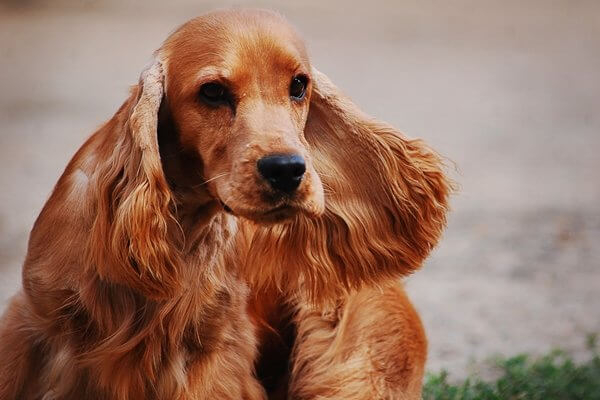 イングリッシュコッカースパニエル【English Cocker Spaniel】 | 日本