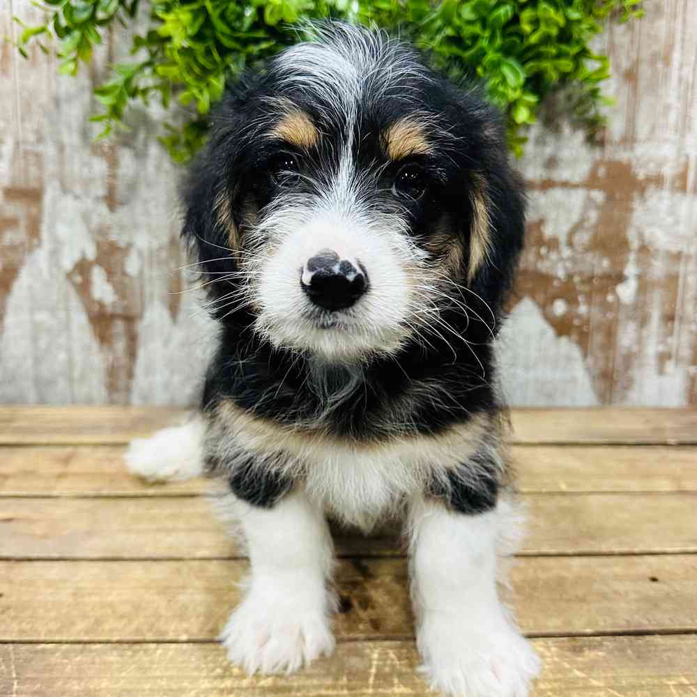 Mini Poodle-Pembroke Welsh Corgi Puppies for sale from family