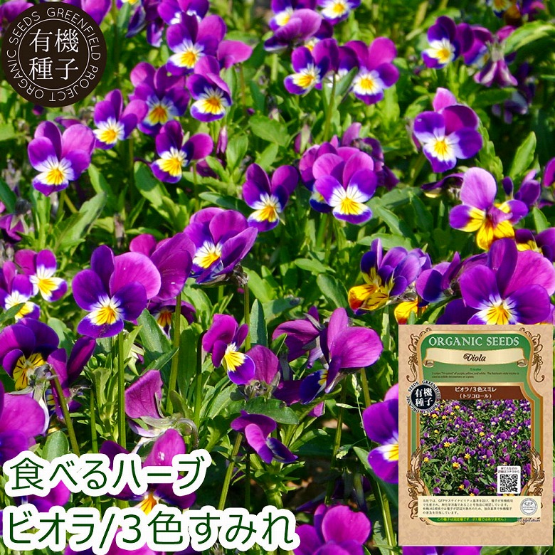 公式】プレーリードッグファーム| ビオラ 3色スミレ トリコロール の種