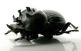 カニタマオシコガネ