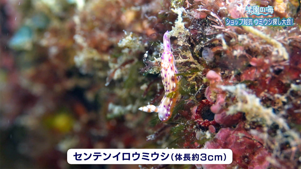 楽園の海 ショップ対抗 ウミウシ探し大会！ – QAB NEWS Headline