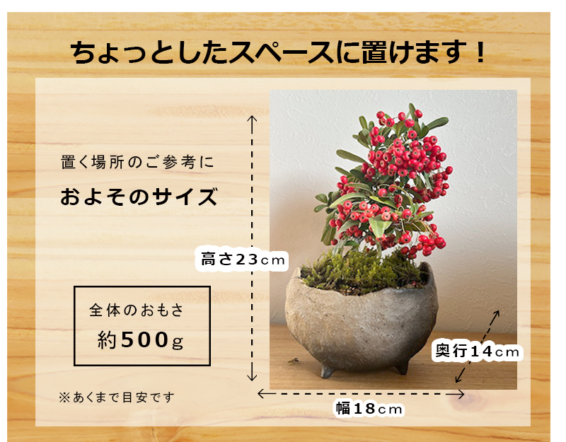 楽天市場】現在実なし 盆栽 ピラカンサの盆栽鉢 真山茜 炭化焼締鉢