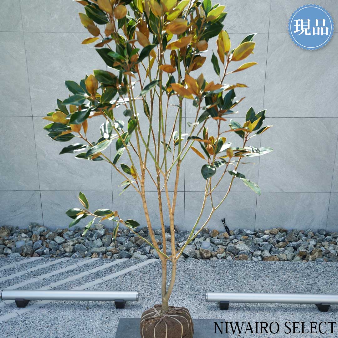 楽天市場】【現品】【リトルジェム】タイサンボク 矮性 自然風樹形