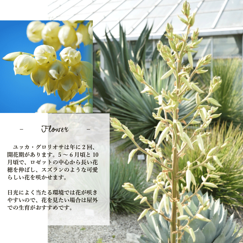 yuccagloriosa-8-4.gif