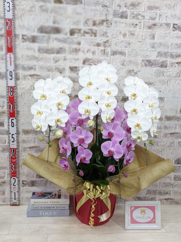 大型送料3,800円】新商品！【紅白胡蝶蘭 (こうはくこちょうらん) 5