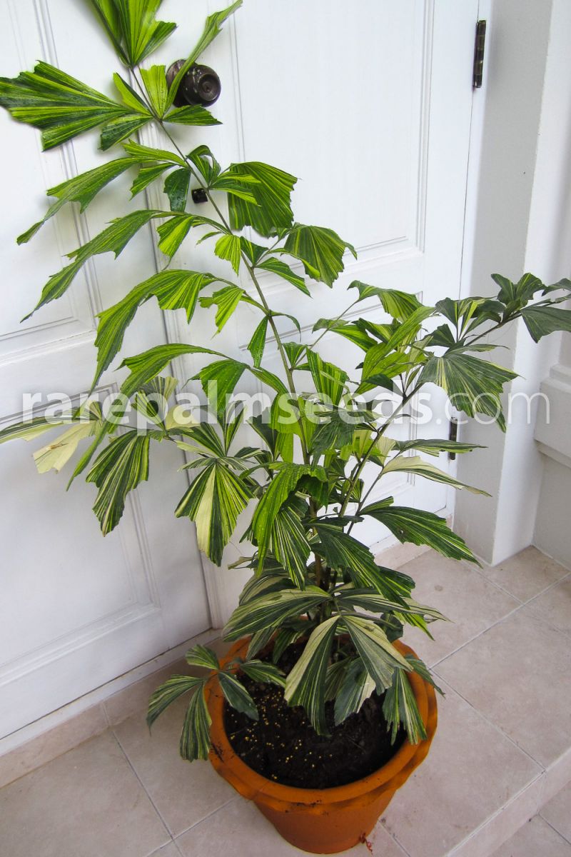 Caryota mitis 'Variegata' – Variegated Fishtail Palm – Buy seeds