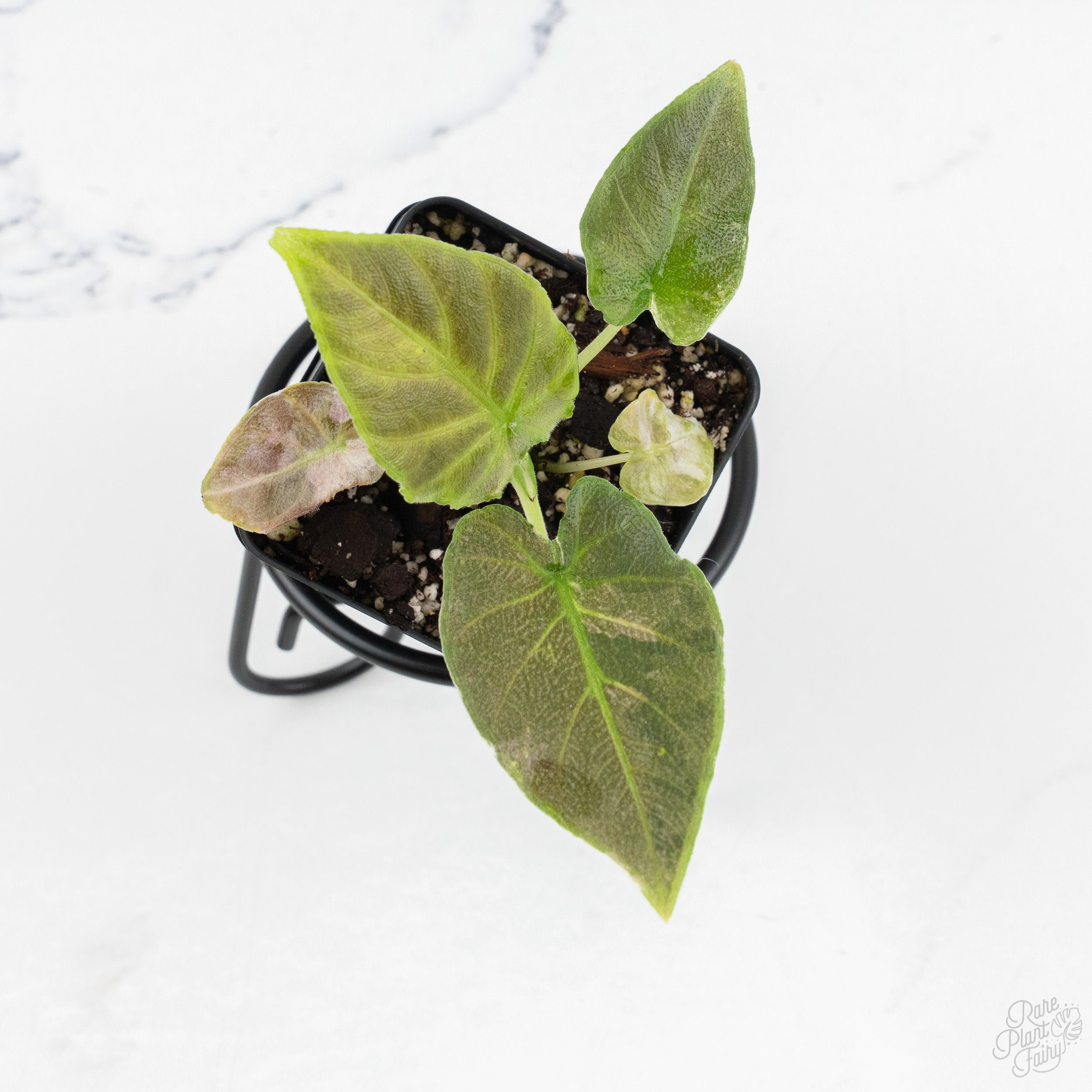 Alocasia Azlanii Aurea Variegated (wk6-N) – Rare Plant Fairy