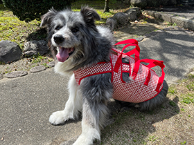 着たままねんねのハニカム胴着｜お客さまのPhotoレビュー