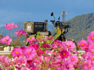 観光情報ガイド 第28回（竜王町 岡屋コスモス畑） - カイザーベルク