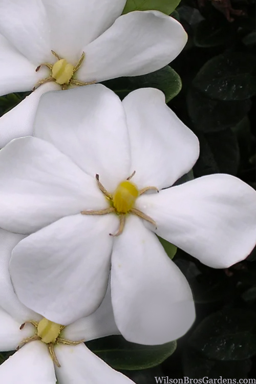 gardenia-jasminoides-snow-girl