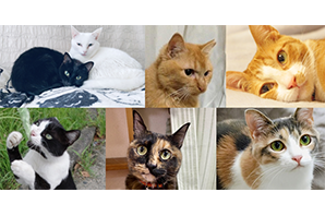 60年越しに解明された三毛猫の秘密 | 理学部 | 東邦大学