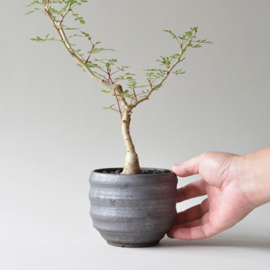 パキコルムス・ディスカラー (象の木) | 多肉植物・特別な鉢の販売