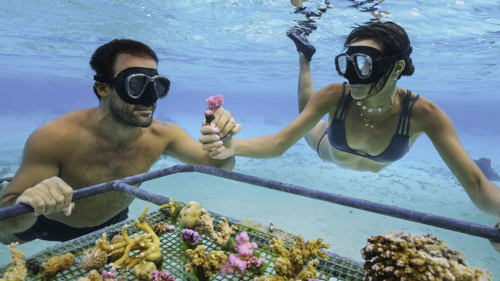 モーレア島のサンゴの「養子縁組」プログラム - Tahiti Tourisme