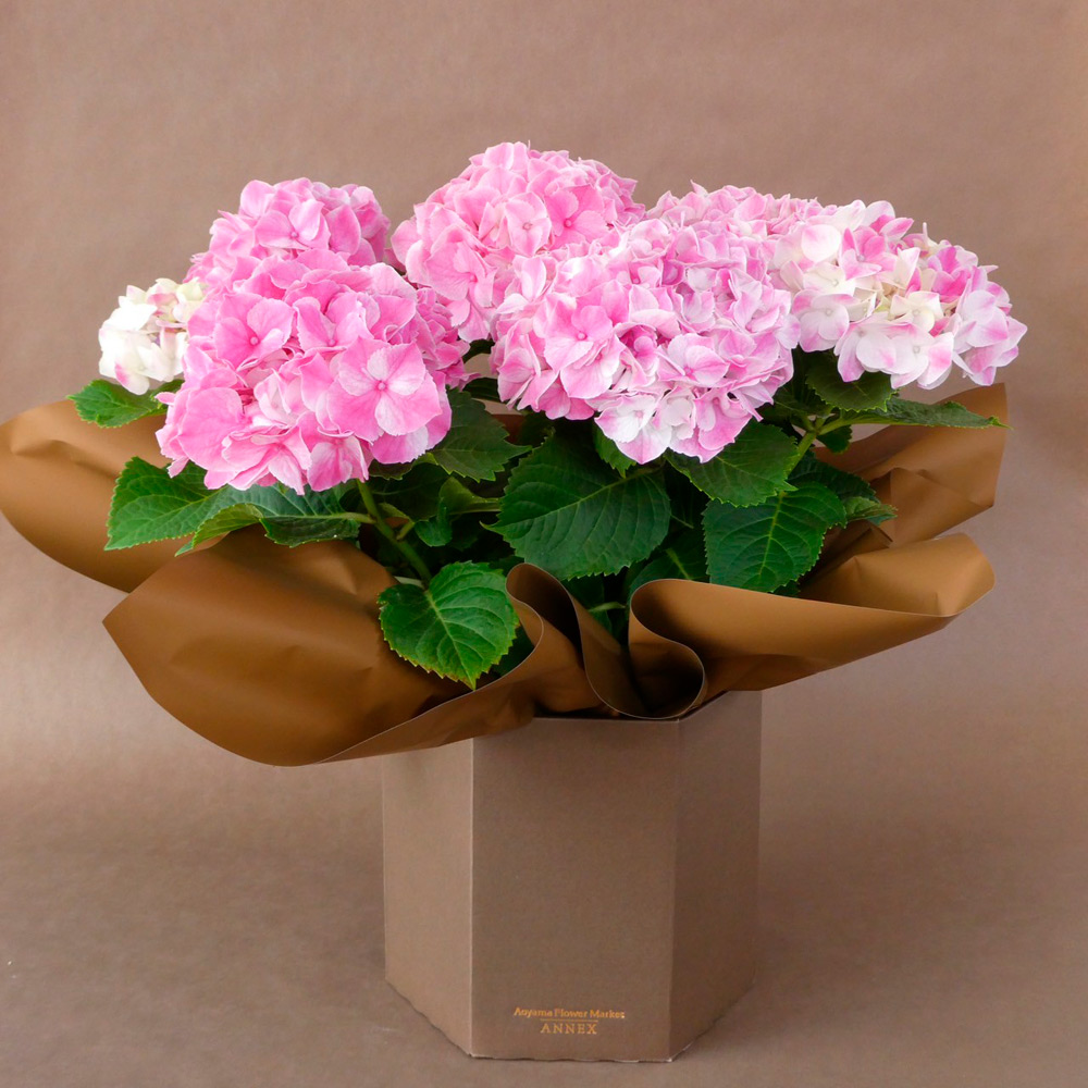 母の日】鉢 あじさい 5寸 ピンク | 商品詳細 | 高島屋オンラインストア