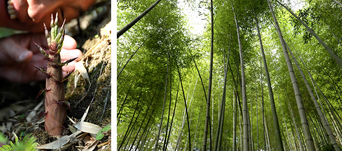 竹について（竹の種類） | 虎斑竹専門店 竹虎