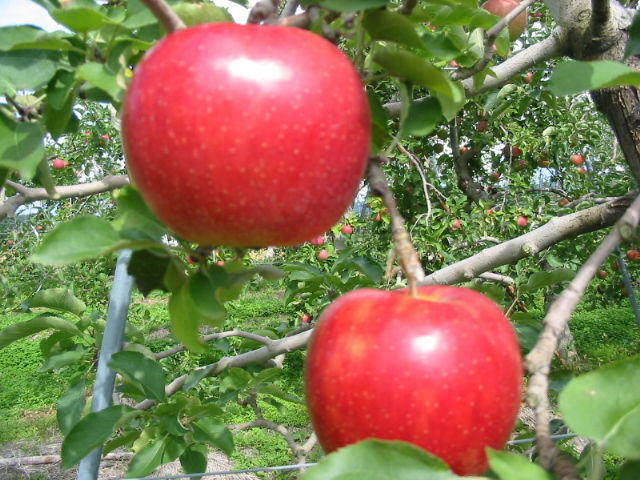 田村りんご園｜りんごの品種｜群馬県沼田市