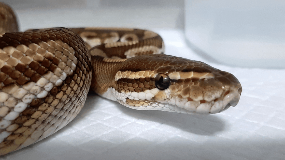 ボールパイソンは初心者でも飼える？性格・飼育環境・餌の基本を解説