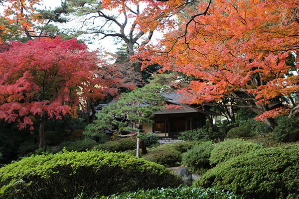 茶室「光華」（重要文化財）秋の特別公開 | 東京都庭園美術館 | TOKYO