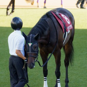 デアリングタクト - クラブ馬情報 :: 一口馬主DB