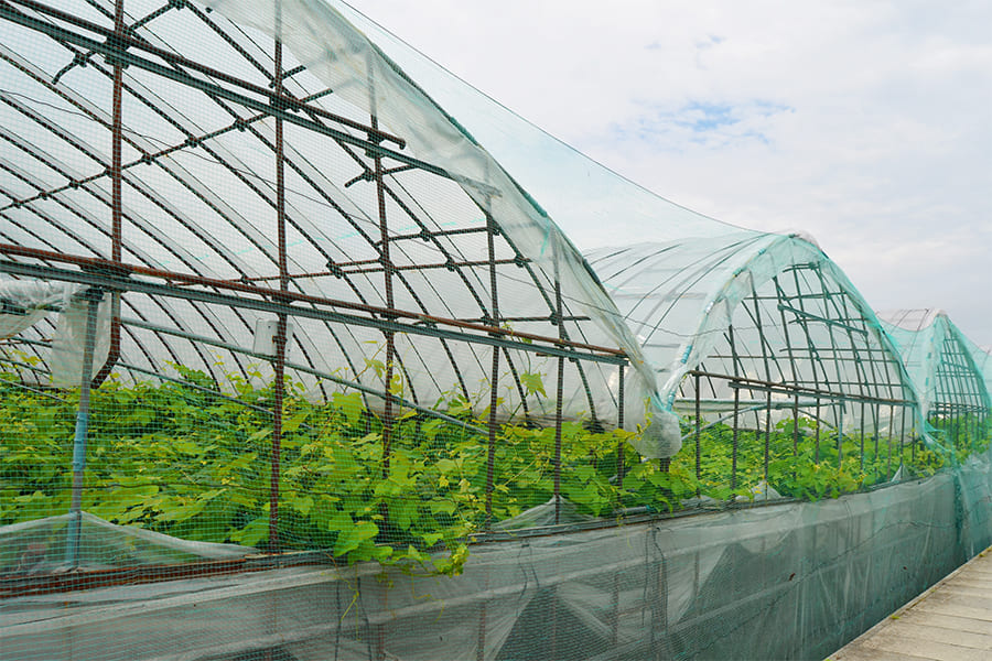 山形本沢ぶどう3種詰め合わせ(450gパック×2)