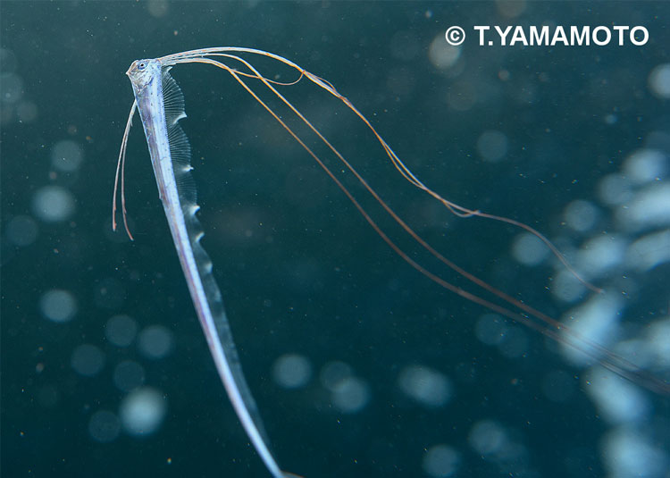 第55話 深海魚「リュウグウノツカイ」との遭遇 - Answer