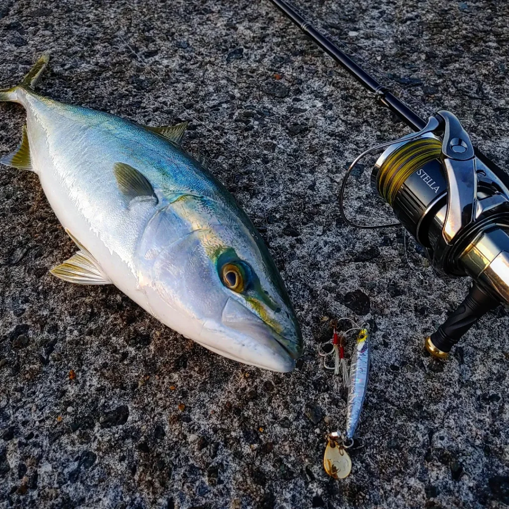 島根県】青物 Calista82ML TZ/NANO | YAMAGA BlanksYAMAGA Blanks