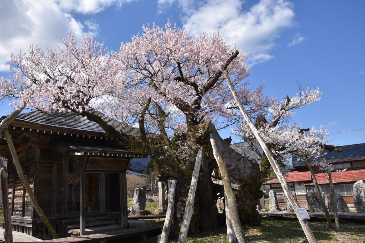 薬師ザクラ｜観光スポット（白鷹町・置賜地方）｜やまがたへの旅