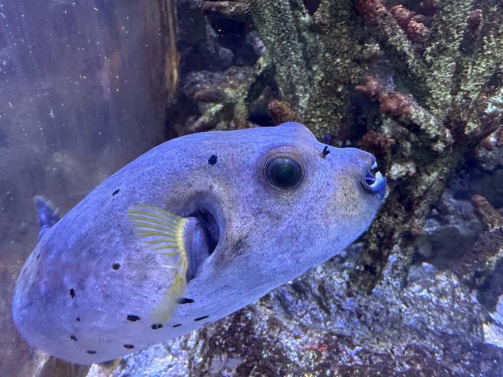 板橋区立熱帯環境植物館へ行ってきた - アマチュア海水魚