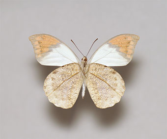 ツマベニチョウ標本