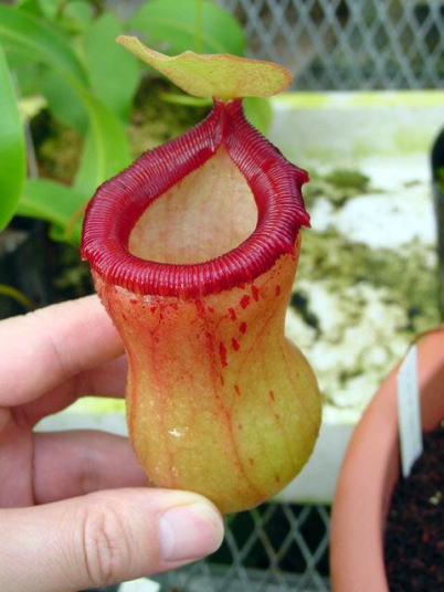 N.ventricosaの栽培