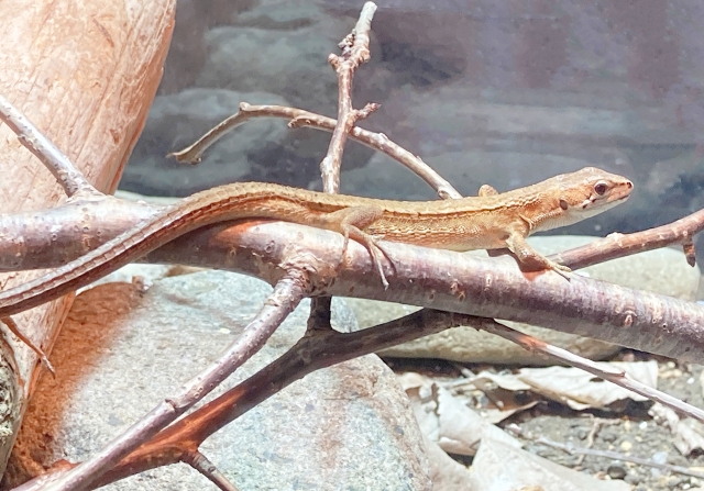 カナヘビ飼育】必要なライトは何種類？選び方やW数の目安、使い方や