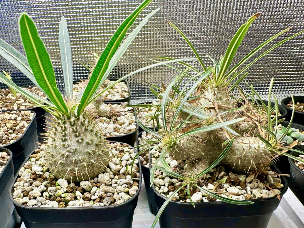 パキポディウム・グラキリスの実生1年間の記録＋花が咲くまでの記録