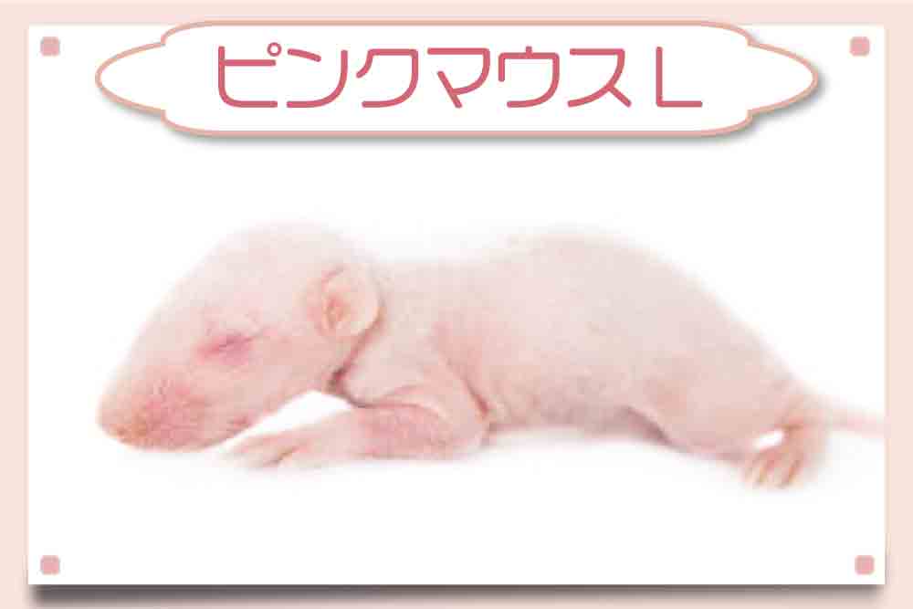 ピンクマウスL通販】大きさ・解凍方法・コーンスネークの安い餌｜東京