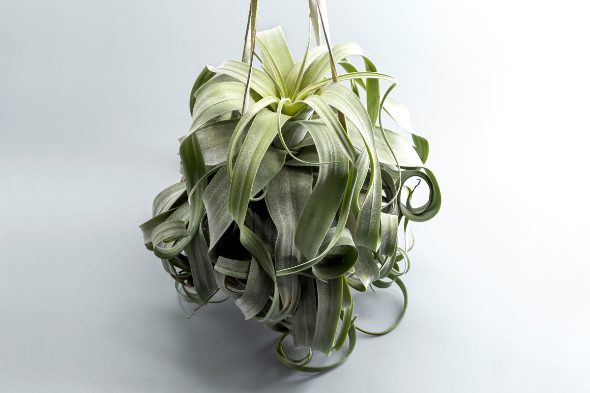 完全版】チランジア・ストレプトフィラの育て方｜増やし方｜飾り方｜特徴