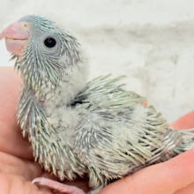 サザナミインコ の販売一覧| 千葉県・栃木県・神奈川県・埼玉県の